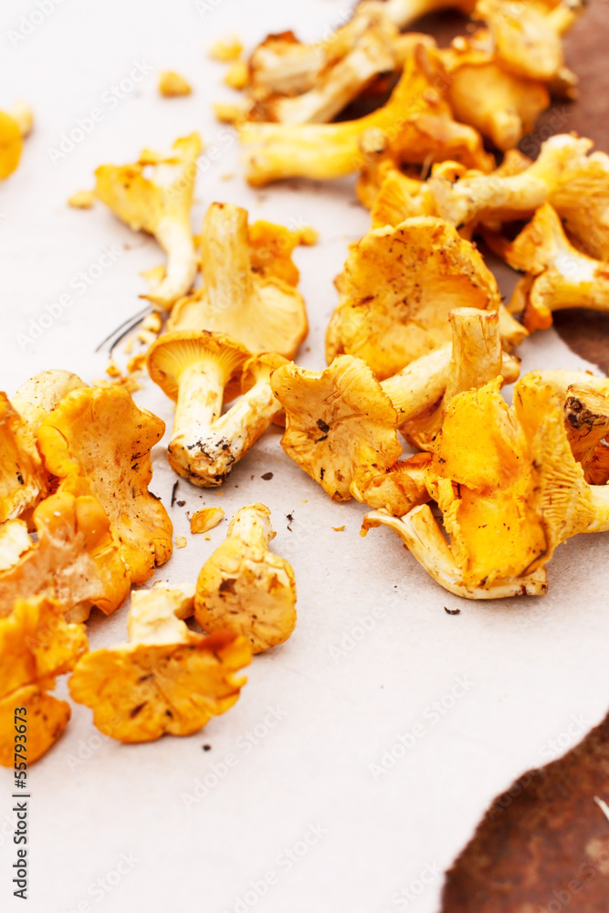 chanterelle mushrooms