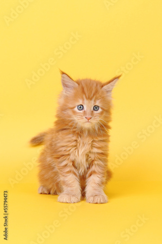 Maine Coon kitten on a yellow background