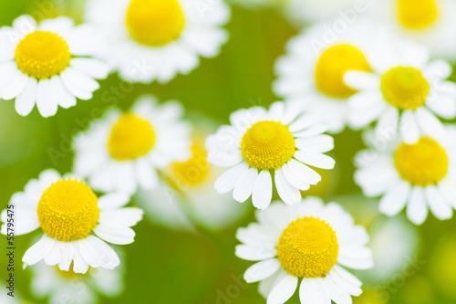 Fototapeta Naklejka Na Ścianę i Meble -  カモミール