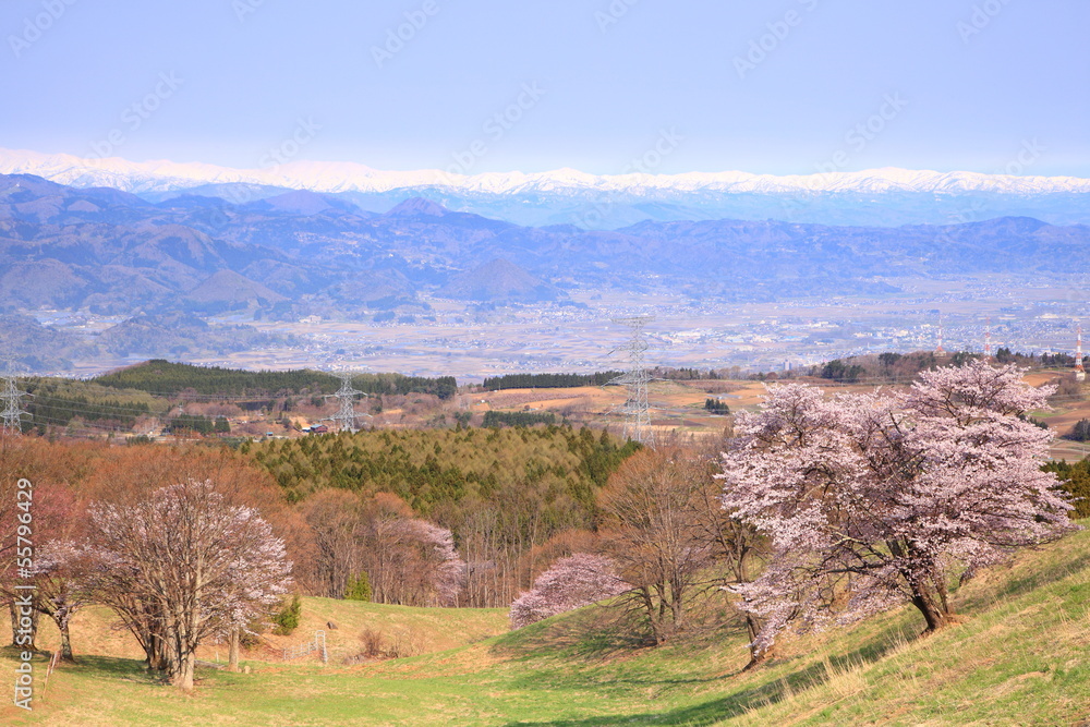 Cherry tree and snowy mountain, Yamagata, Japan