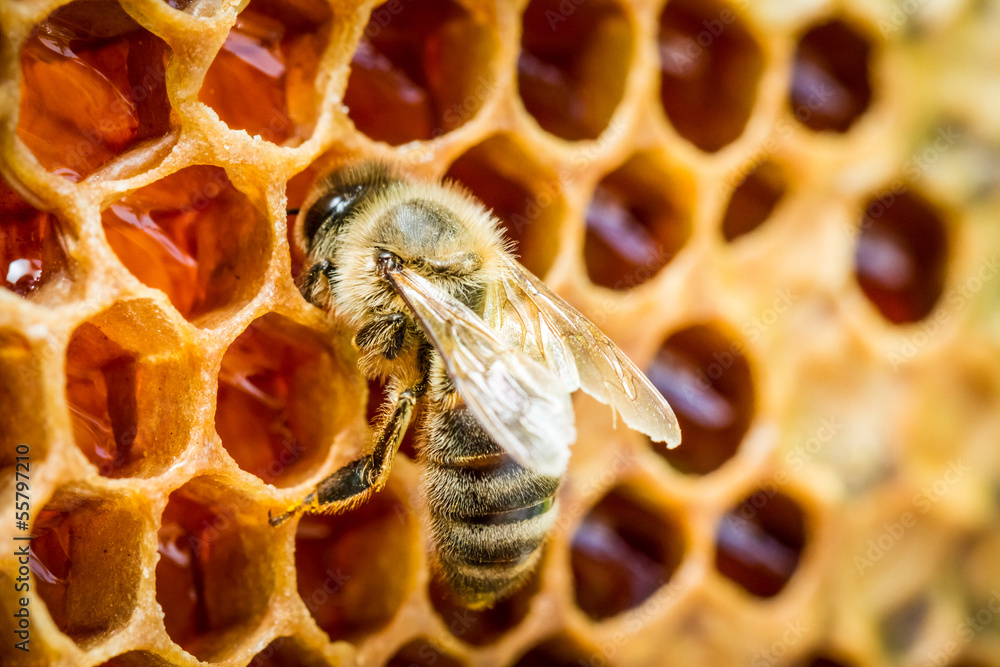 Fototapeta premium Bees in a beehive on honeycomb