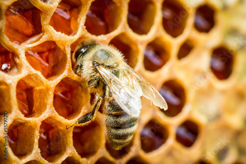 Bees in a beehive on honeycomb photo