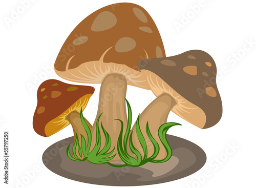 Mushrooms cartoon nature on a white background