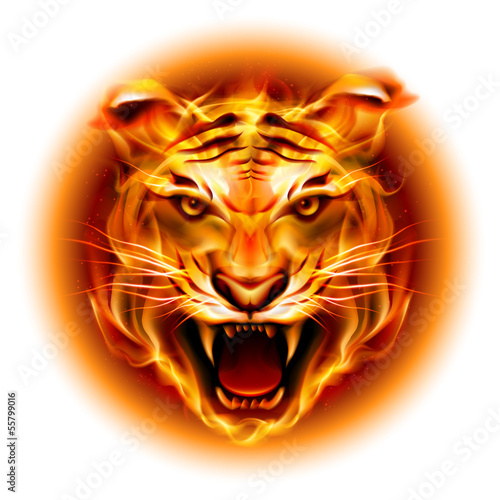 Head of fire tiger