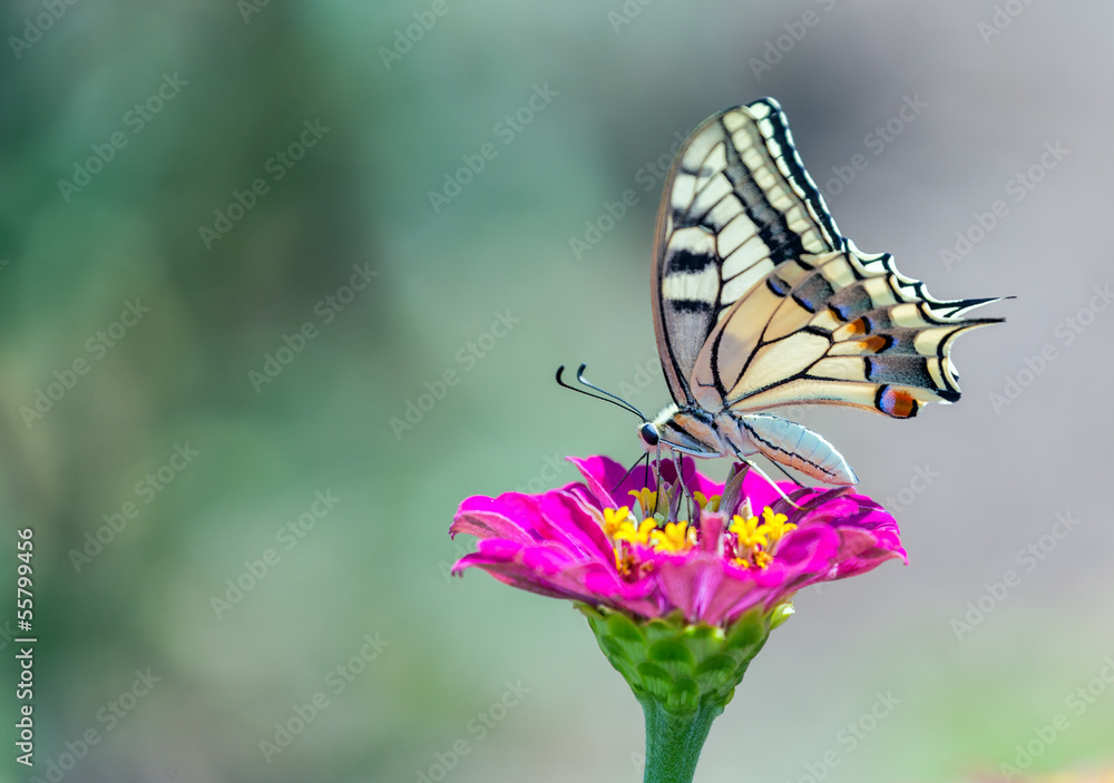 Old World Swallowtail butterfly feeding on flower Old World Swallowtail butterfly feeding on flower