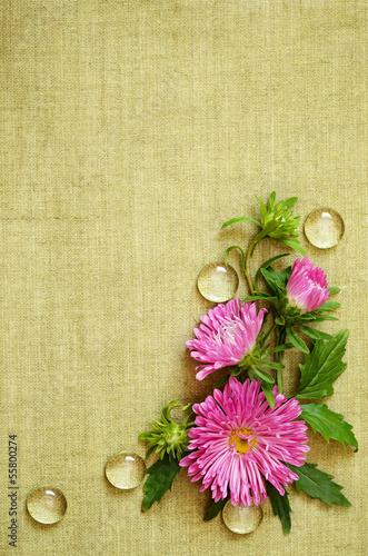 Pink asters composition