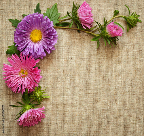 Asters composition on canva...