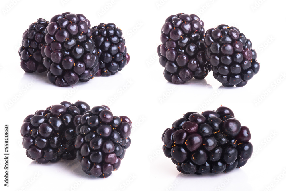 blackberry isolated on a white background blackberry isolated on a white background