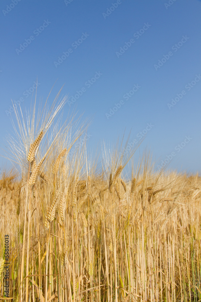 field of barley