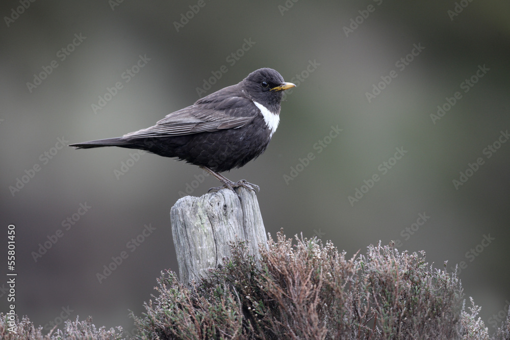 Fototapeta premium Ring ouzel, Turdus torquatus