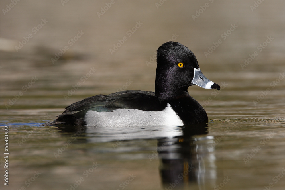 Fototapeta premium Ring-necked duck, Aythya collaris