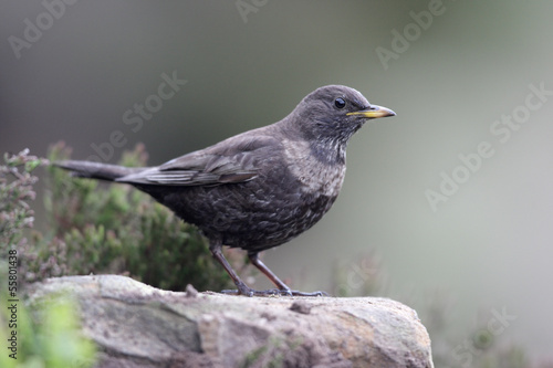 Ring ouzel, Turdus torquatus