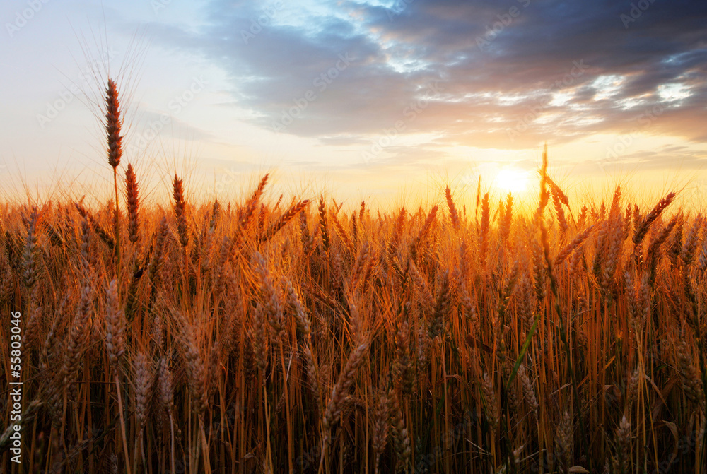 Wheat field over sunset