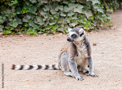 Portrait of a lemur against green vegetation