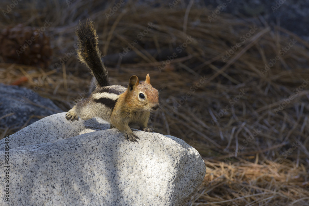 Fototapeta premium Chipmunk