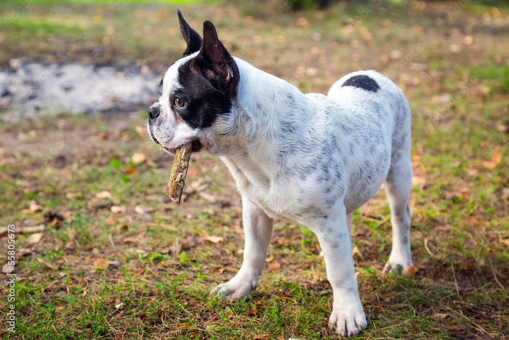 French bulldog on the grass