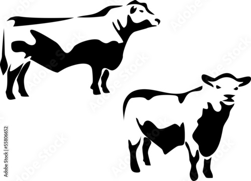aberdeen angus bull