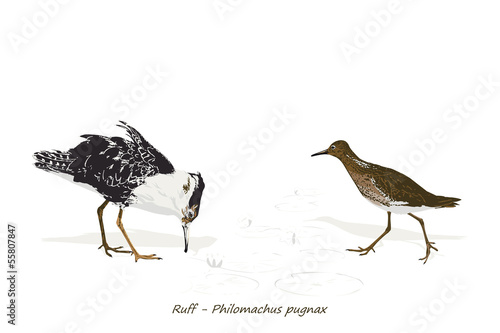 Illustration Of Ruff (male and female)
