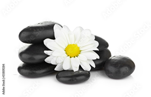 zen basalt stones and daisy isolated on white