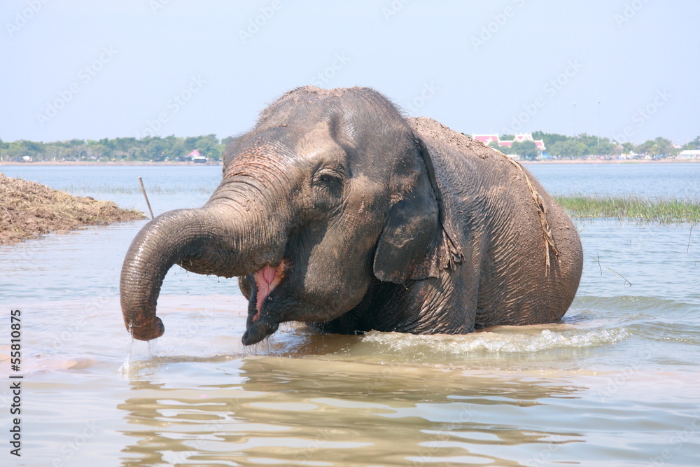 Elephant plays water