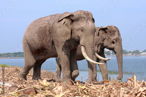 Two elephant