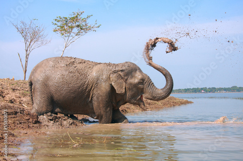 Elephant play water © happystock