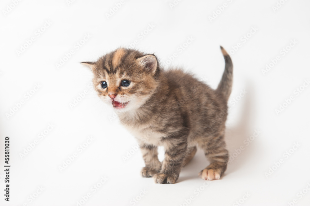Obraz premium Small striped kitten meowing on a white background