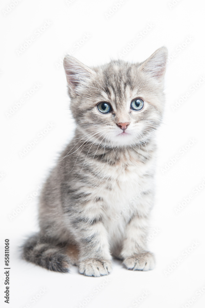Small grey striped kitten on a white background