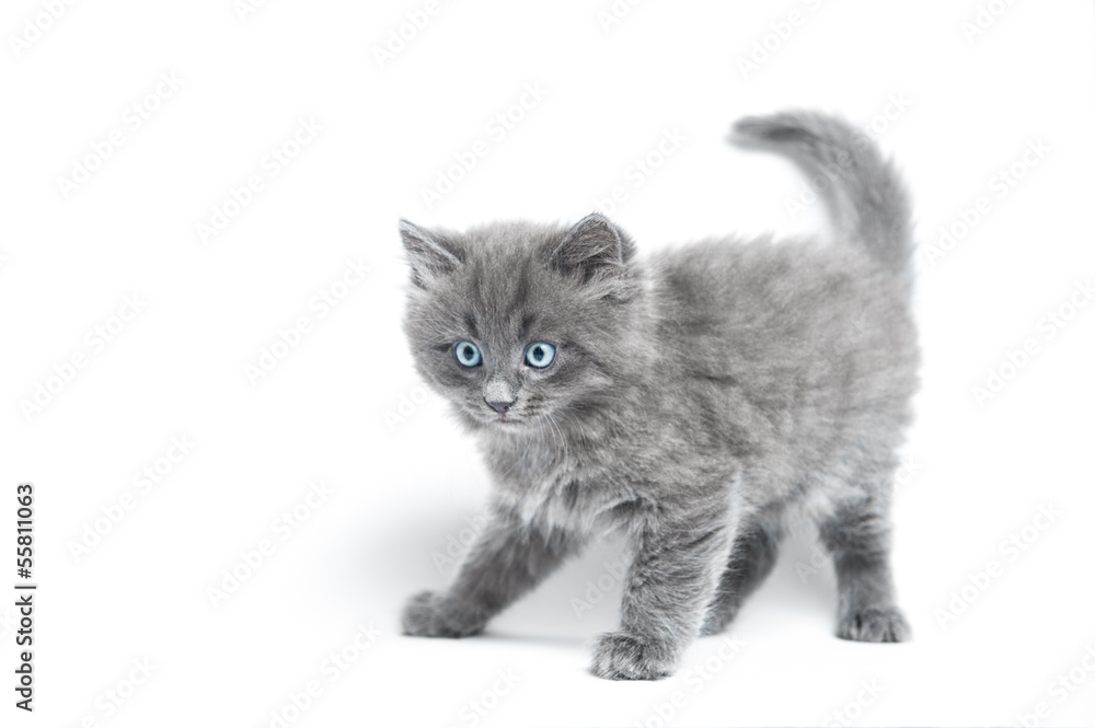 Obraz premium Small grey kitten playing on a white background
