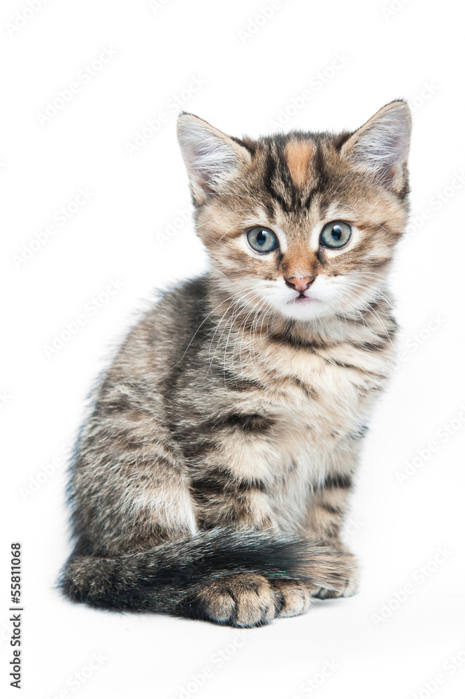 Small striped kitten on a white background