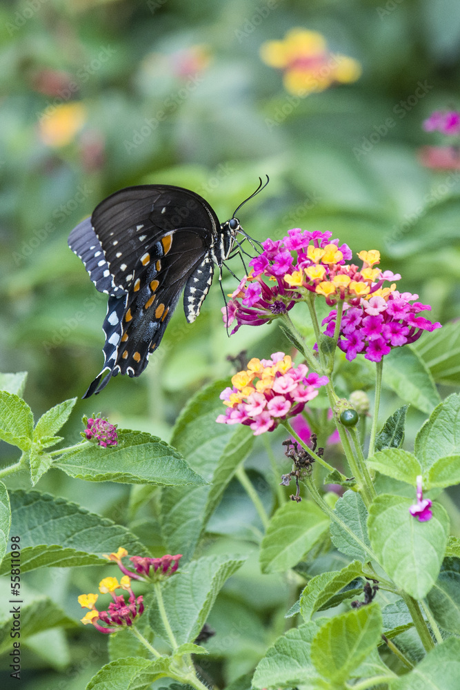 Spicebush Swallowtail-Papilo Troilus Spicebush Swallowtail-Papilo Troilus