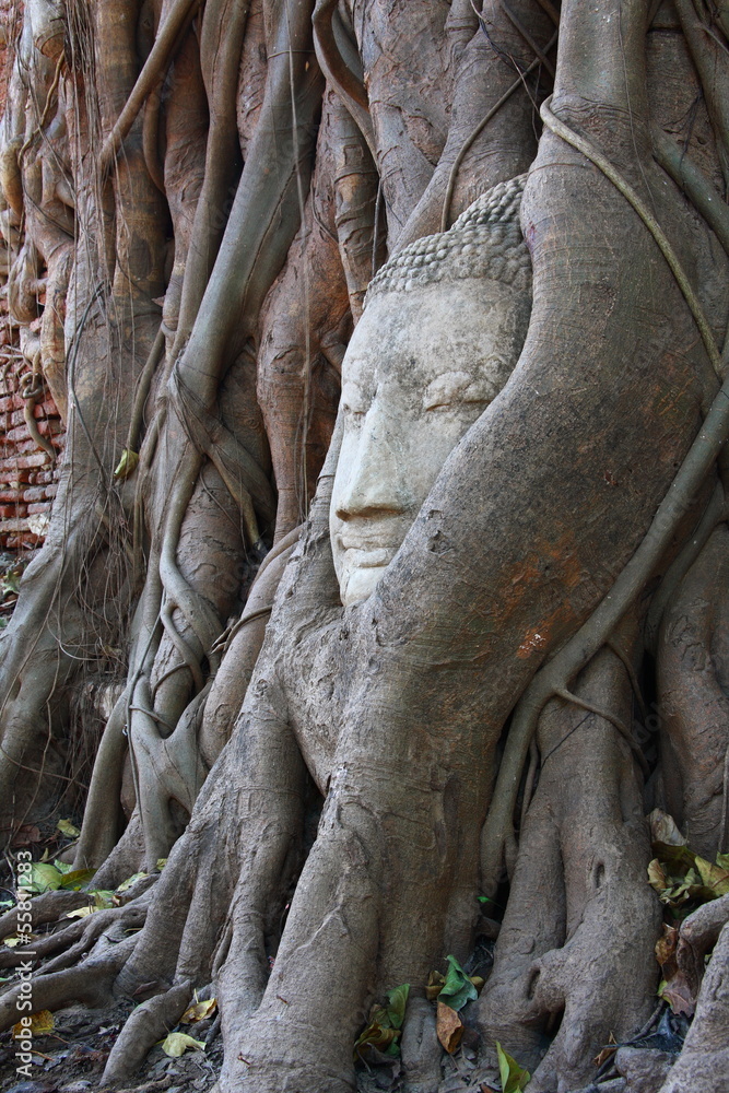 Obraz premium Buddha's head in banyan tree roots