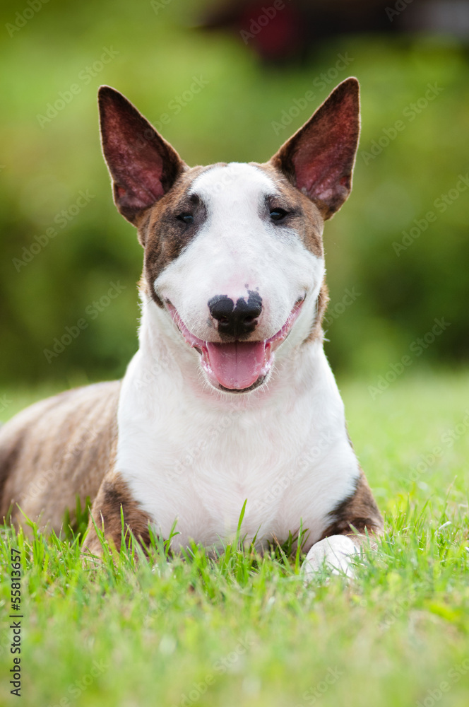portrait of a smiling english bull terrier dog