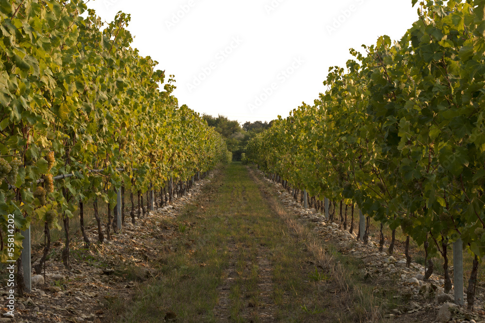 Naklejka premium Vitigno lugana