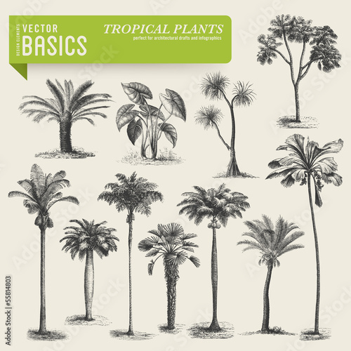 vector elements: tropical vegetation photo