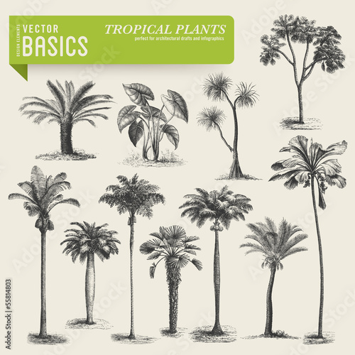vector elements: tropical vegetation