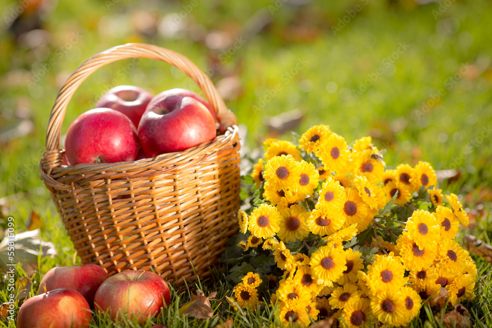 Basket with red apples in autumn Basket with red apples in autumn