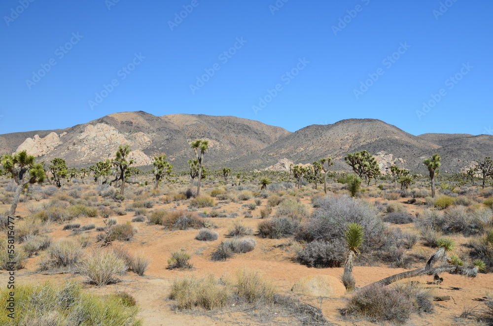 Joshua Tree National Park