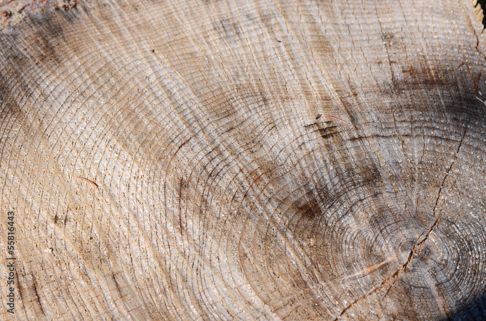 Naklejka premium structure of the wood