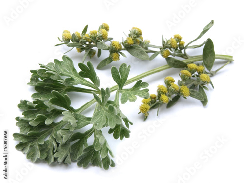 Absinthium  (Artemisia absinthium)
