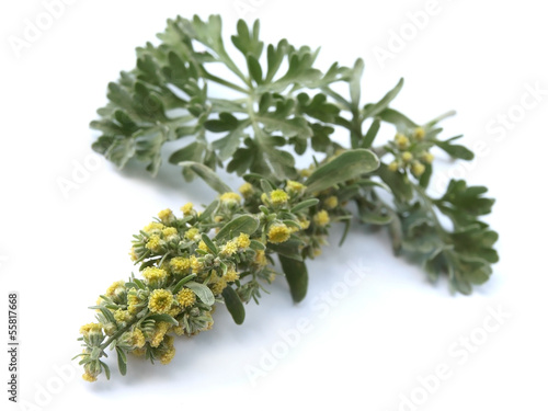 Absinthium  (Artemisia absinthium)