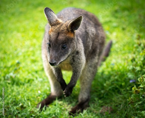 Beautiful agile wallaby