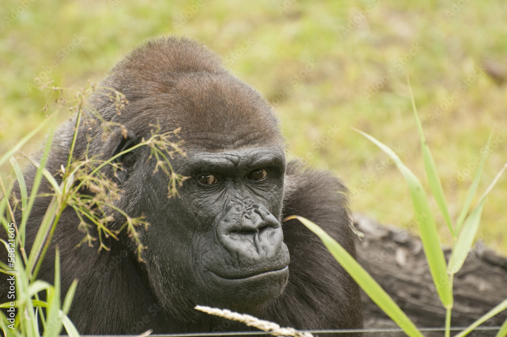 Obraz premium Gorilla