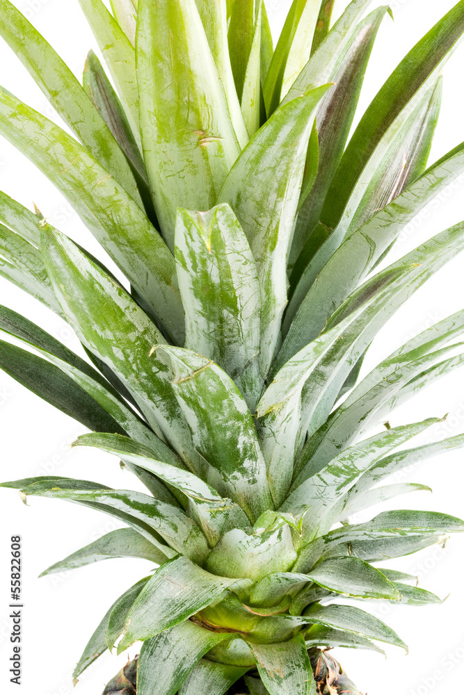 Pineapple on white background with clipping path Pineapple on white background with clipping path