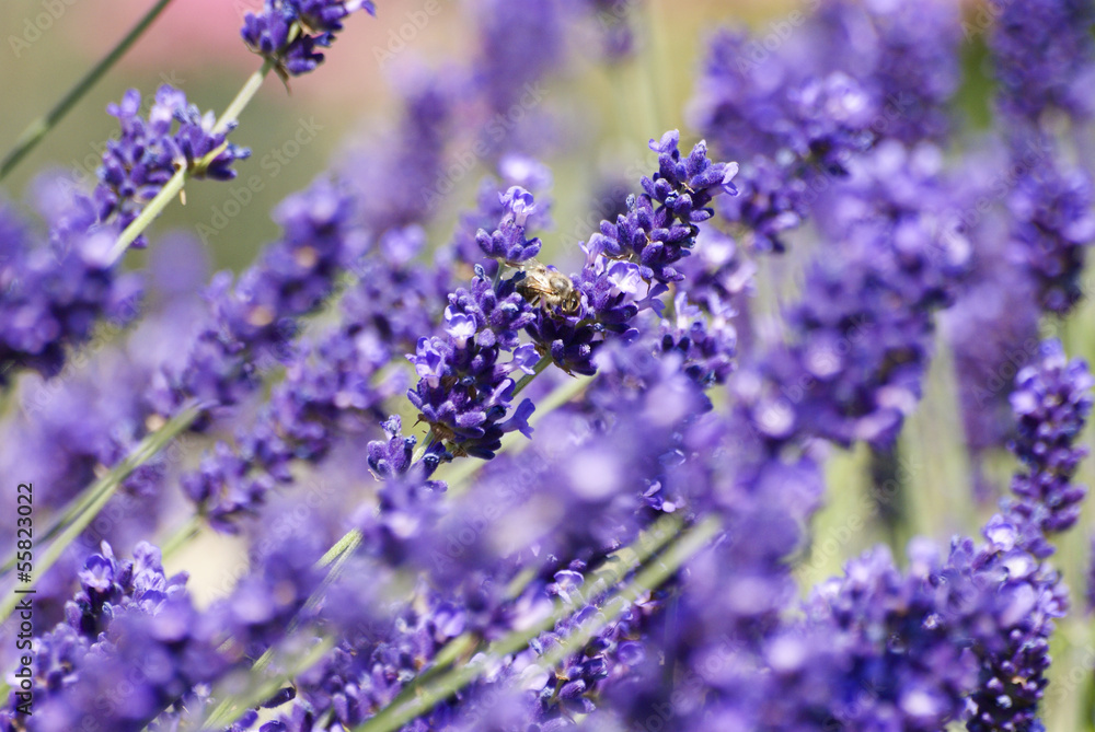 Obraz premium Lavender with bee