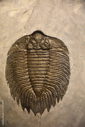 Ancient animal fossil