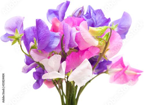 Fototapeta Naklejka Na Ścianę i Meble -  sweet pea