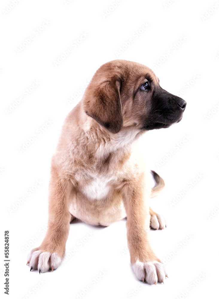 Puppy of the Spanish mastiff isolated on a white background