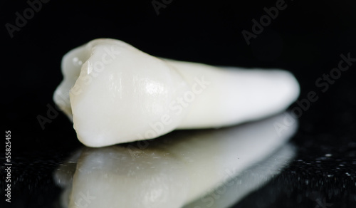 maxillary premolar - extracted teeth photo