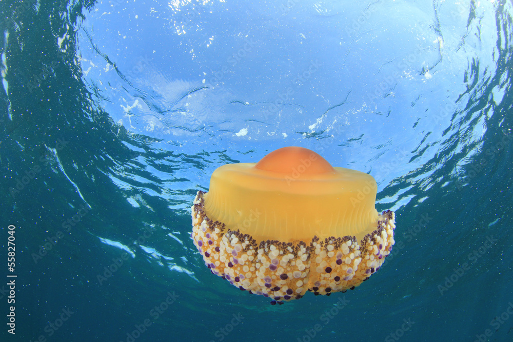 Naklejka premium Fried Egg Jellyfish underwater in ocean